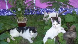 Help Animal Rescue